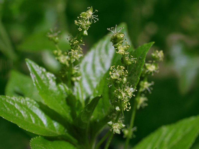Mercurialis perennis
