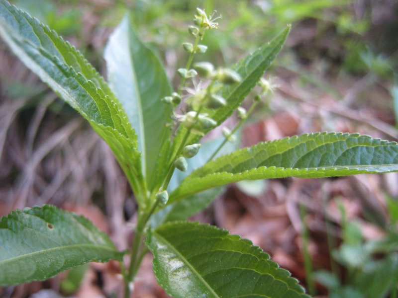 Mercurialis perennis