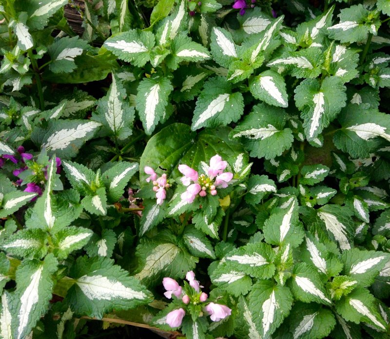 Mercurialis annua l.