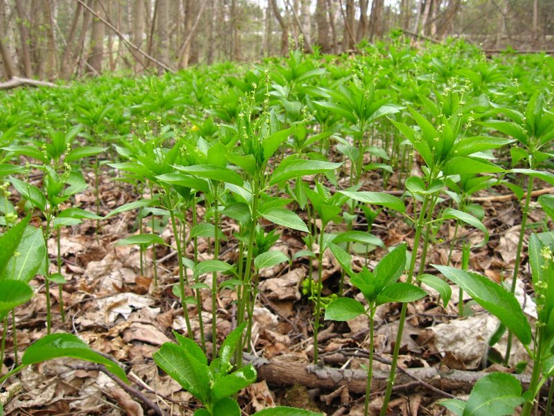 Пролеска однолетняя Mercurialis annua
