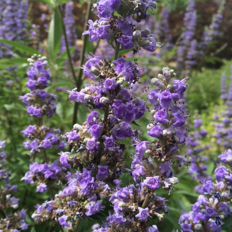 Vitex Agnus-castus