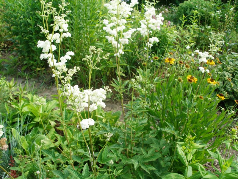 Пролеска однолетняя Mercurialis annua