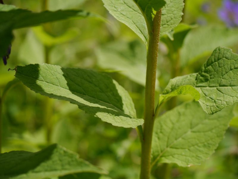 Dog's Mercury