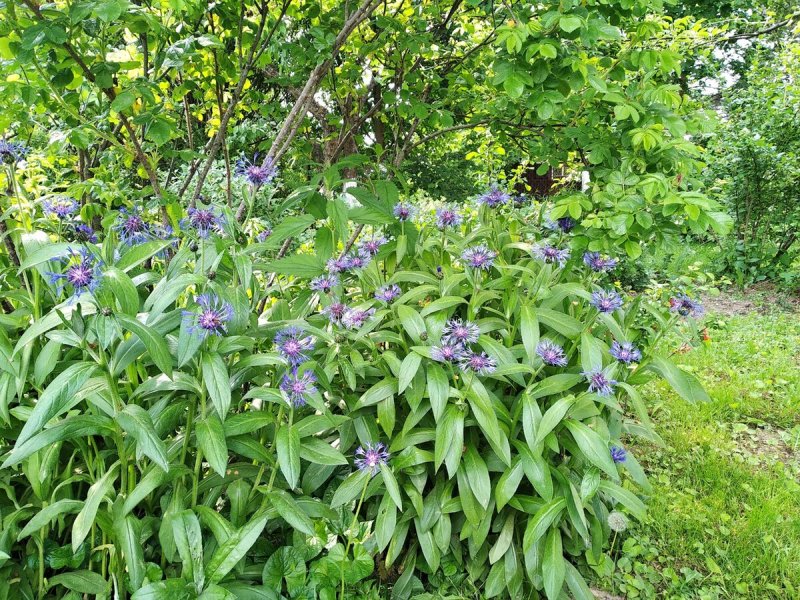 Вероника простертая белоцветковая (Veronica prostrata)
