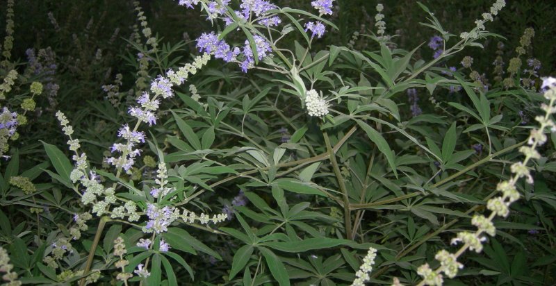 Витекса коноплевидного (Vitex cannabifolia l.)