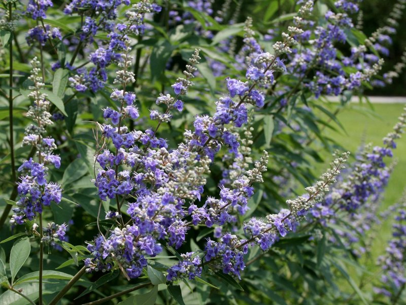 Vitex Agnus-castus Blue Puffball