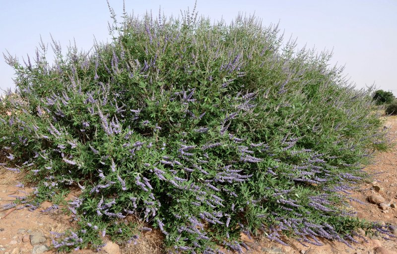 Vitex Agnus-castus latifolia