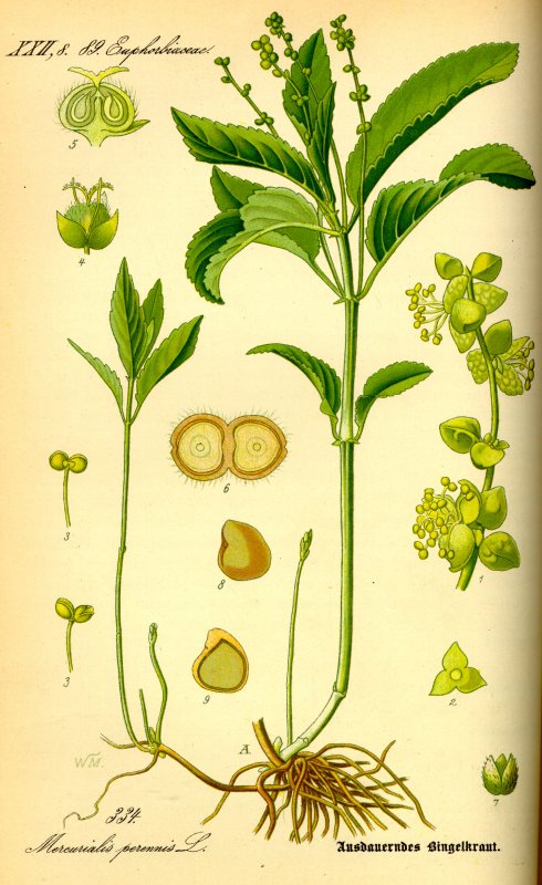 Пролесник многолетний куст