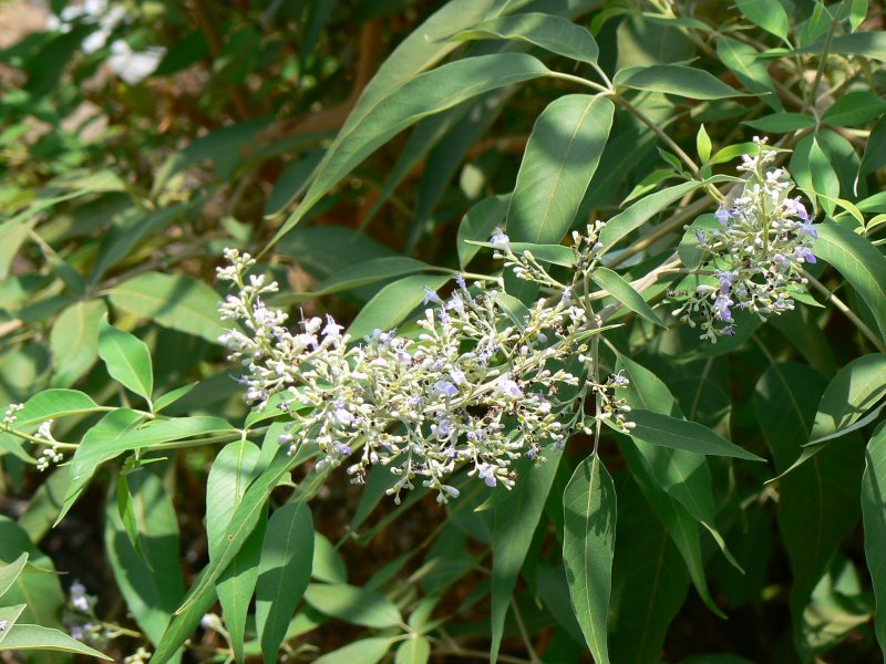 Vitex Agnus castus капли