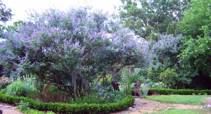 Витекс Agnus-castus Pink Pinnacle