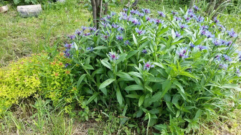 Купена многоцветковая (Polygonatum multiflorum)