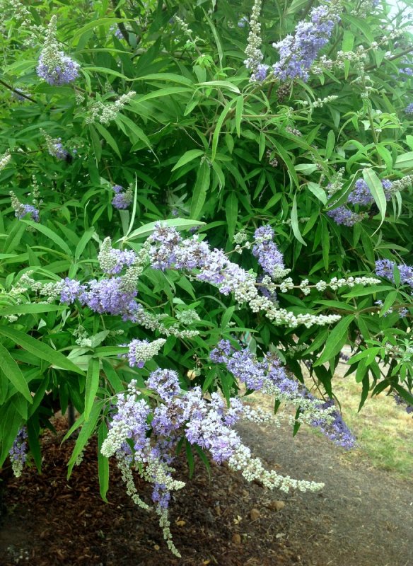 Vitex Agnus-castus