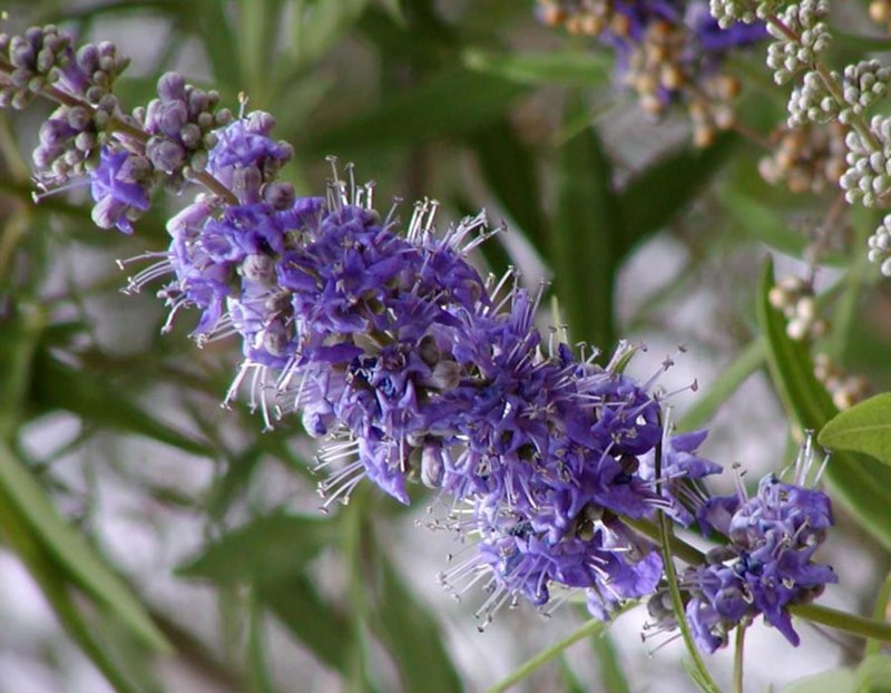 Vitex Agnus-castus
