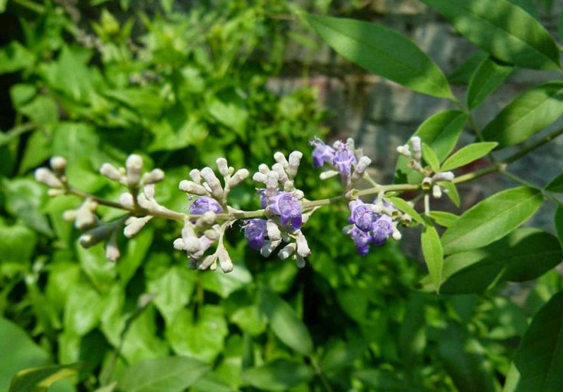 Vitex Agnus-castus Кактус