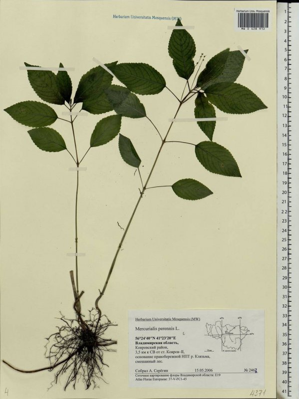 Пролесник однолетний Mercurialis annua гербарий