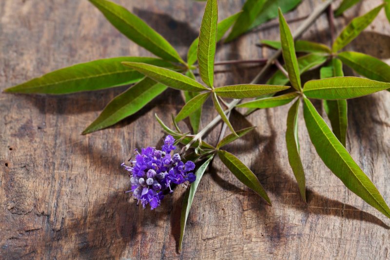 Прутняк Agnus castus