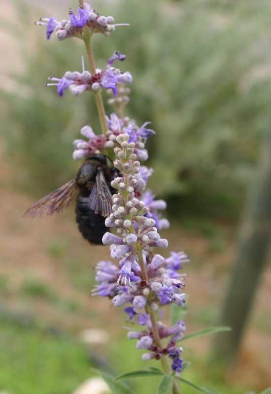 Vitex Agnus-castus Blue Puffball