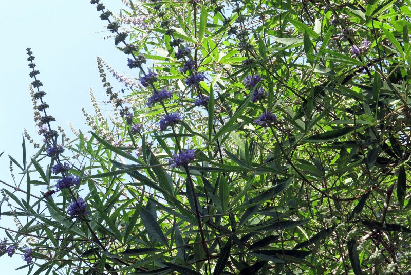 Витекс Vitex Agnus-castus