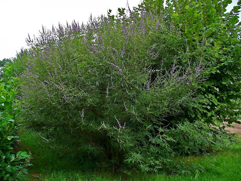 Кустарник Витекс священный