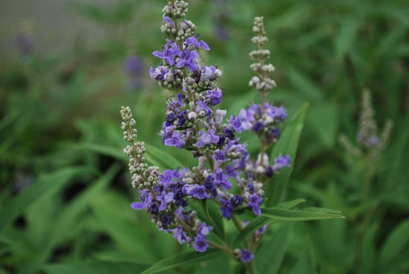 Agnus castus