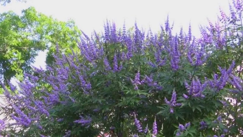 Прутняк Agnus castus