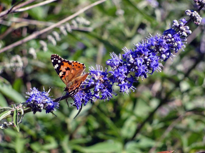 Витекс священный (Vitex Agnus-castus)