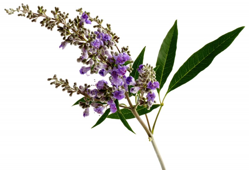 Витекс Agnus-castus Alba
