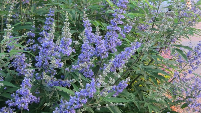 Витекс Vitex Agnus-castus