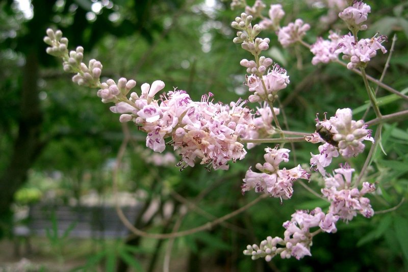 Vitex negundo