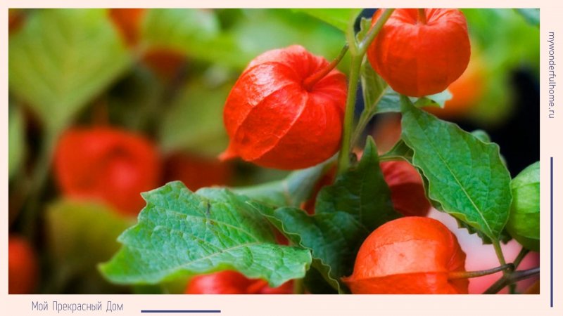 Физалис Земляничный куст