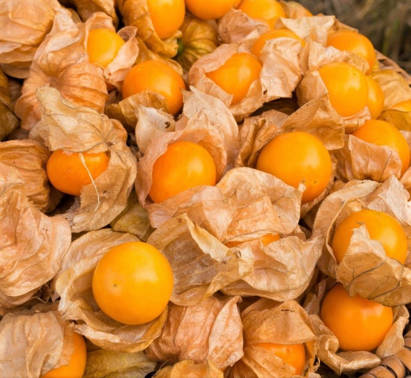 Физалис овощной куст