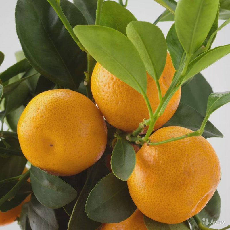 Calamondin цитрус
