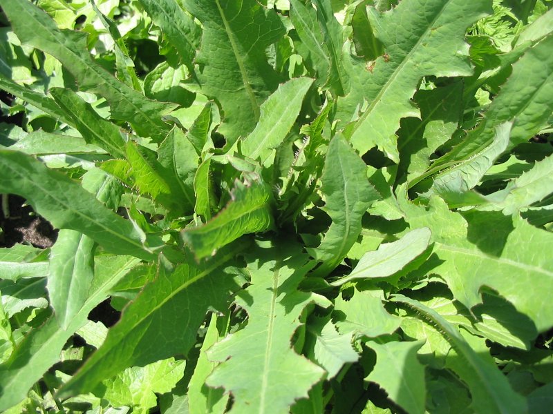 Латук Компасный (Lactuca serriola)