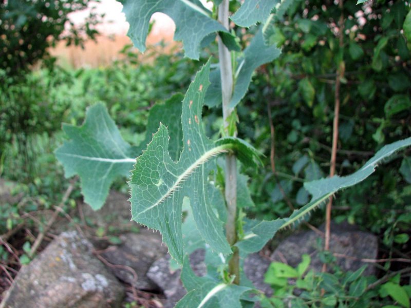 Латук Компасный (Lactuca serriola)