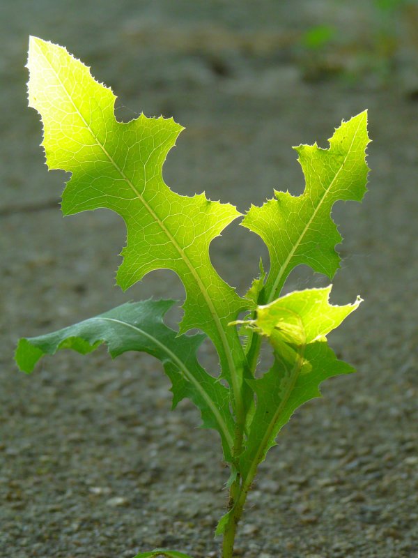 Латук дикий (Lactuca serriola
