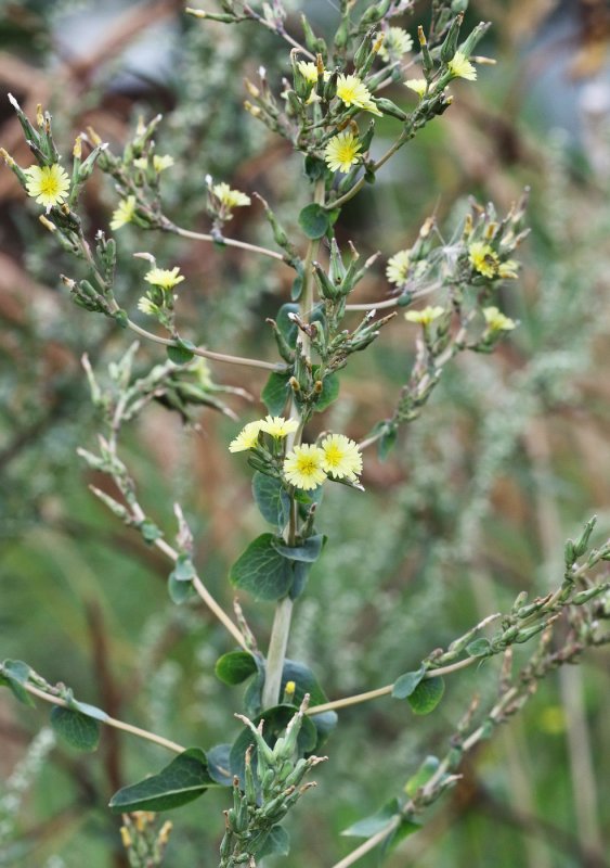 Латук дикий (Lactuca serriola