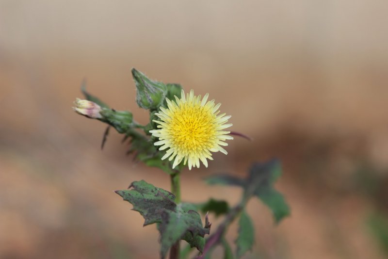 Lactuca marschallii
