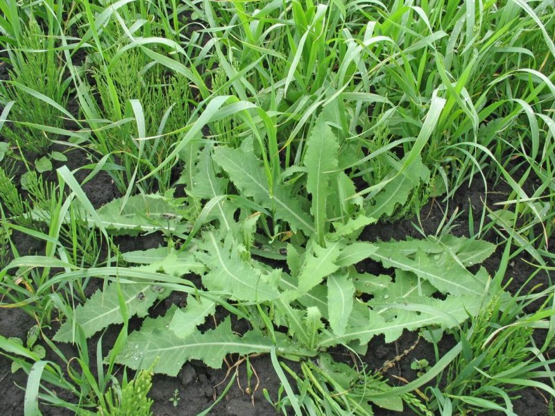 Латук Компасный (Lactuca serriola)