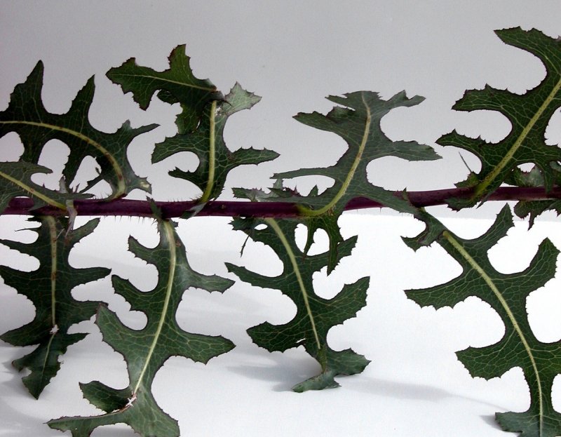 Латук дикий Компасный Lactuca