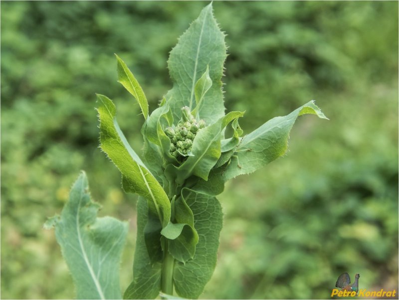 Латук Компасный (Lactuca serriola)