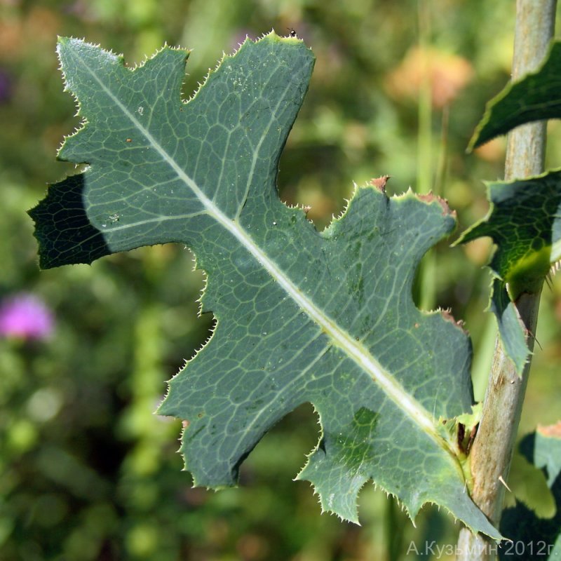 Латук Компасный (Lactuca serriola)