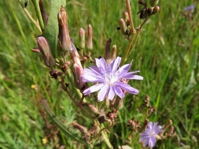 Lactuca tatarica