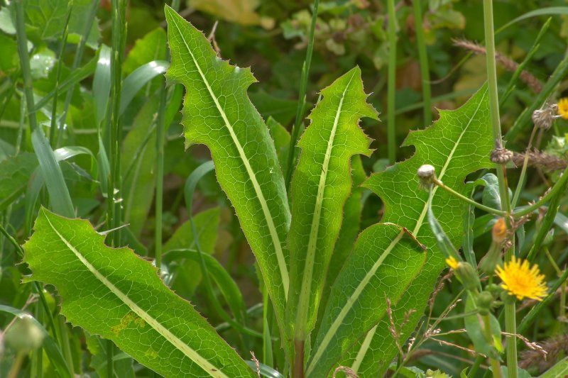 Латук Компасный (Lactuca serriola)