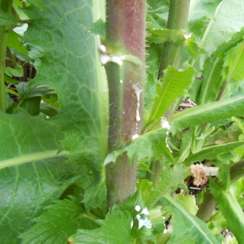 Латук дикий (Lactuca virosa)