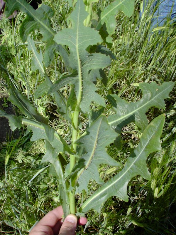 Латук Компасный (Lactuca serriola)