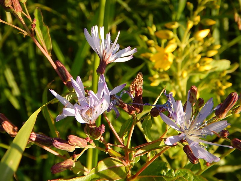 Lactuca tatarica