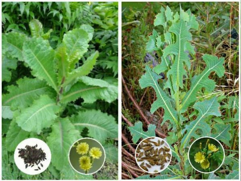 Латук дикий (Lactuca virosa)