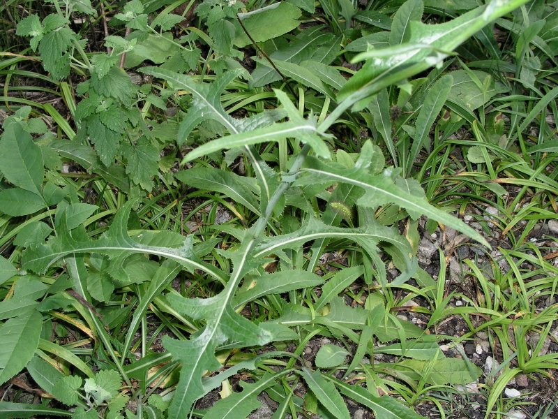 Латук дикий (Lactuca virosa)