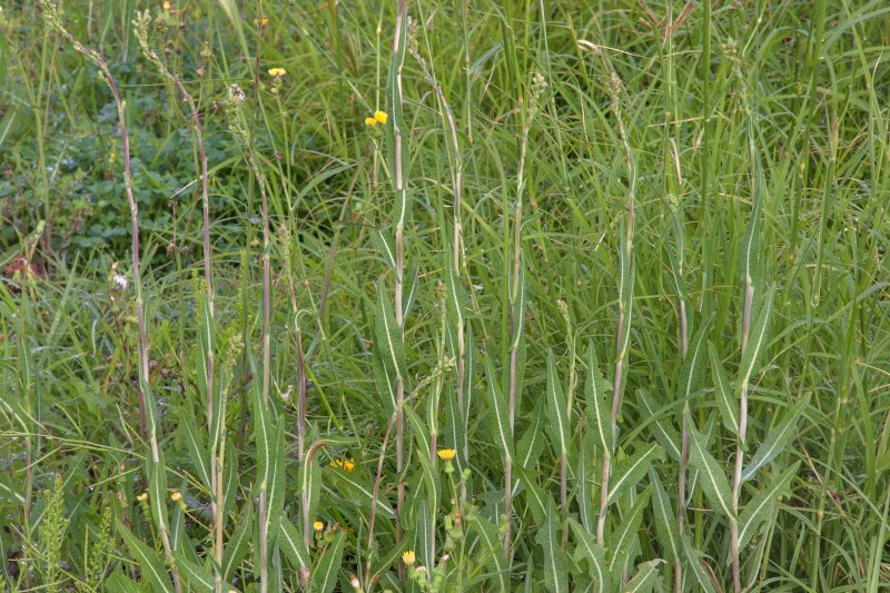 Prickly lettuce
