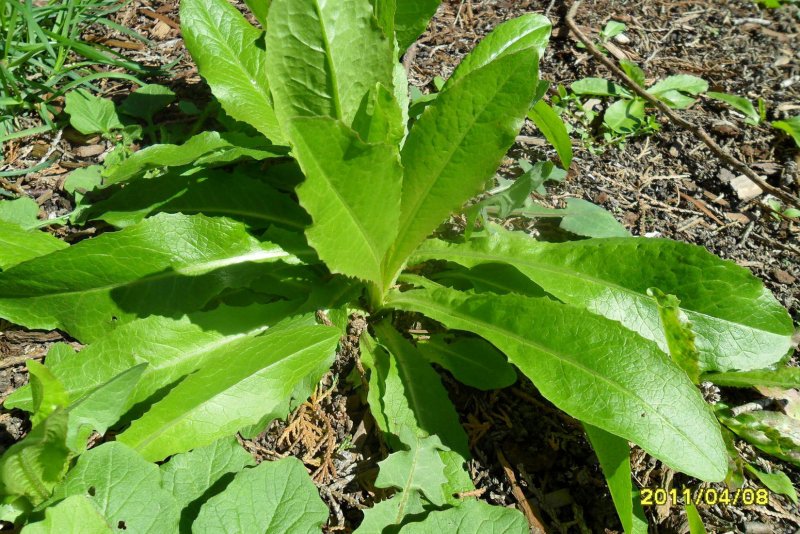 Wild lettuce латук дикий